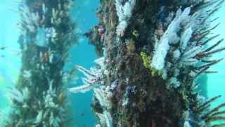 Busselton Jetty Underwater Observatory [upl. by Kaleb377]