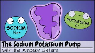 Sodium Potassium Pump [upl. by Llerrat]