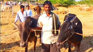 Black Hallikar Bulls for sale in Madugiri jaatre [upl. by Ydrah]