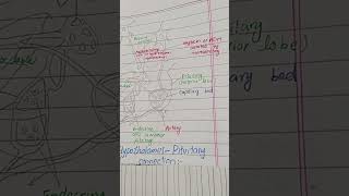 hypothalamus and pituitary gland connection hypothalamus science [upl. by Hadria]