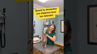 Chien de categorie 1 Tentes la diagnose😂 dog pitbull chien k9 viral shorts trending funny [upl. by Yeltrab]