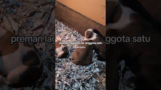 American Pitbull terrier puppy pitbulllovers dogbreed pets breed [upl. by Kenneth]