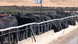 I Am Angus Role of a Feedyard [upl. by Loring]