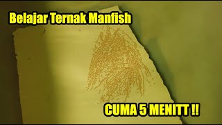 CARA TERNAK IKAN MANFISH PALING SEDERHANA DAN SIMPEL [upl. by Eeldarb]