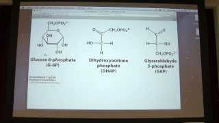 16 Kevin Aherns Biochemistry  Carbohydrates I [upl. by Melar]