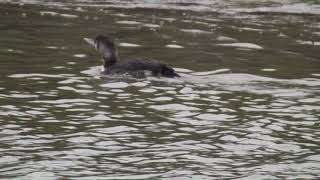 Yellow billed Loon Geelsnavelduiker 220122 1 [upl. by Ecenaj]