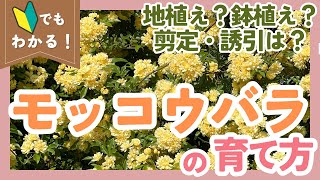 【モッコウバラの育て方🌟完全版】地植え・鉢植えどっちがいい？剪定は？疑問を丸ごと解決します【ガーデニング】【園芸】 [upl. by Akitnahs]