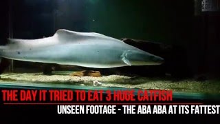 Aggressive Fish  The Aba Aba Knifefish [upl. by Close]