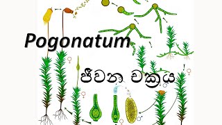 Life Cycle of Pogonatum  Pogonatum ජීවන චක්‍රය   AL Biology [upl. by Rimat]