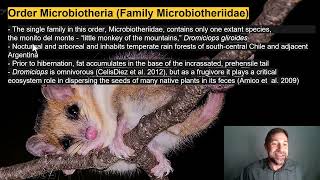 Lecture 22Order Monotremata and Infraclass Metatheria [upl. by Steinke]