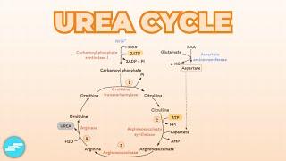 Urea Cycle  Metabolism [upl. by Elleynod]