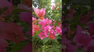 Naturals Bloomsstunning flowers in 4krelaxing for wonderland Serena natural video [upl. by Htirehc]