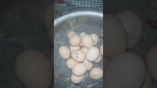 Adai kolzi 🪺 🥚 😍👀🐓🥚🌀❤️ ❣️ birds kozhi saranfarm chicks salem rabbits rabbit egg [upl. by Doniv]