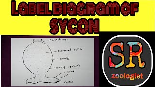 How to draw label diagram of sycon  Phylum porifera  Biology diagram SR zoologist [upl. by Nev]