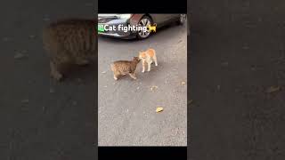 Cat fighting🐈😛 viralvideo cats nature funny [upl. by Atilal567]