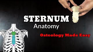 STERNUM Anatomy  Osteology  All you need to know in an easy way [upl. by Aihgn]