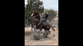 Removing feral cattle from the Nevada desert 🌵 [upl. by Enimrej566]