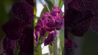 One of the most striking displays seen in Kews Orchids Festival orchid vandaorchid kewgardens [upl. by Alleda]