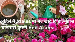 Azalea Plant मा धेरै फुल फुलाउने Tips  Give Fertilizer For Azalea In October gardening flowers [upl. by Aimik386]