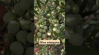 زيتون أربيكينا olive arbequina [upl. by Hsuk]