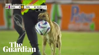 Mexican football match halted by pitchinvading dog that steals the ball [upl. by Almeida718]