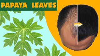 22 Incredible Health Benefits Of Papaya Leaves  Scientifically Proven [upl. by Reppiks]