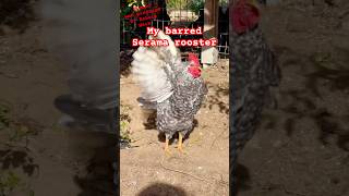 My barred Serama rooster crowing seramachicken ayamserama bantams chickens farming hühner [upl. by Maxantia]