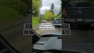 Driver films zebras on the loose in Washington state [upl. by Perzan899]