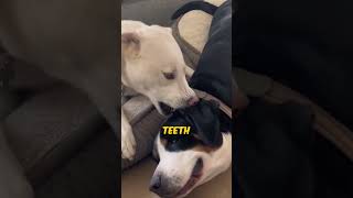 Dog EATS His Dalmatian Friend 🐩🦓 shorts [upl. by Adahs]