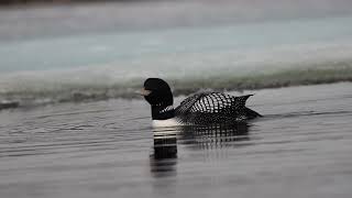 Yellowbilled Loon calling at Toolik Lake June 2021 [upl. by Cherish]