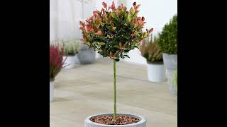 Photinia Little Red Robin indoor and outdoor plant [upl. by Craner871]