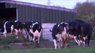 bringing the cows in for morning milking 6am [upl. by Aronek221]