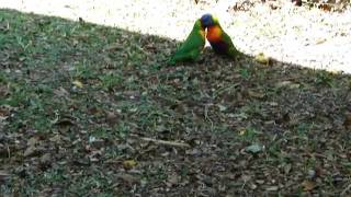 Lorikeet mating ritual  Oct 25 2010 [upl. by Ahsehat]