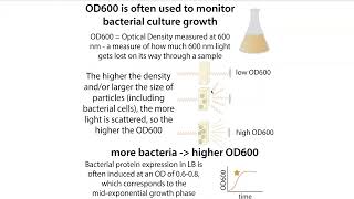 OD Optical Density vs absorbance in biochemistry amp OD600 monitoring of bacterial growth [upl. by Sherborne]