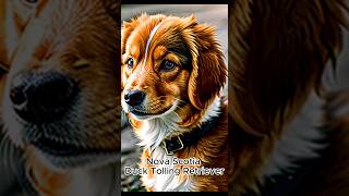 Nova Scotia Duck Tolling Retriever [upl. by Noryt305]