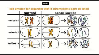 FigureGuided Genetics Understanding Nondisjunction through Visuals [upl. by Kcinimod]