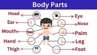 शरीर के अंगों के नाम हिंदी में   Body Parts  Human Body Parts  Body Parts In Hindi And English [upl. by Halian]