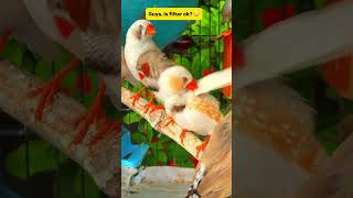 Zebra finch cute funny 😄  Finches  zebrafinch finches birds bird nature funny shorts cute [upl. by Silera]