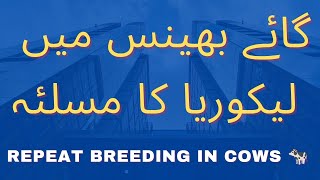 leukorrhea in cows  buffalo and it’s treatment  Repeat breeding in cows  nymphomania [upl. by Nebeur]