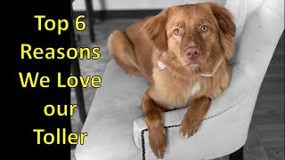 Top 6 Reasons I Love My Toller  Top Reasons to Get a Toller Nova Scotia Duck Tolling Retriever [upl. by Endor566]