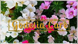 GODETIA CARE  How To Get MAXIMUM FLOWERS In Godetia Plant  BEST Winter Flowering Plant [upl. by Akcinehs680]