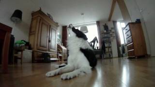 Border collie howling at baby commercial [upl. by Winna383]