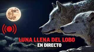 La primera luna llena del año la Luna llena del Lobo en directo desde Japón [upl. by Mcquillin]