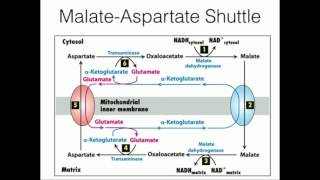 Shuttle system and membrane transporters ll malateaspartate shuttle ll biochemistry ll handwritten [upl. by Eznyl721]