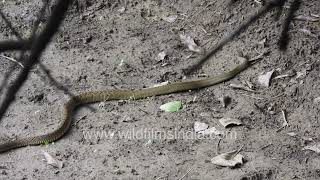 Rat snake a farmers friend Dhaman snake slithers around climbs vertically upwards into a tree [upl. by Silvana348]