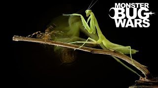 When Mantises Attack 2  MONSTER BUG WARS [upl. by Edea]