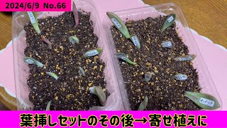 【多肉植物】葉挿しセットのその後 1年3ヶ月後の今の様子￼ [upl. by Ahsier]