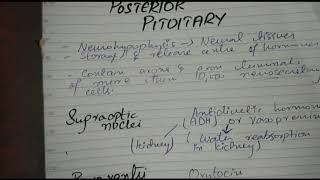 Posterior Pituitary Gland  Endocrine system [upl. by Aiyotal326]