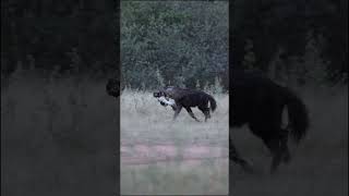 Rare animal on Safari  Marataba Luxury Lodges  wildlife hyena [upl. by Daryle]