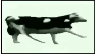 polish cow song animation [upl. by Pryor]